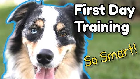 Hoe je een nieuwe Australian Shepherd traint! | Eerste les: verbluffende resultaten! | Gehoorzaam...