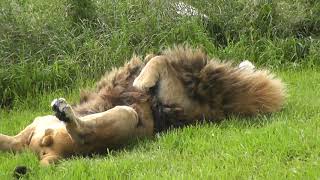 Male Lion Griffon rolling and showing his belly, at Discovery Wildlife Park, DWP