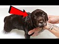 10 PUPPIES GET THEIR FIRST BATH!!