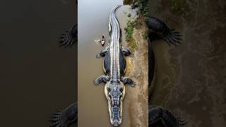 Amazing Wild Animal Growth River Monster.