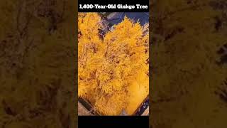 Download Lagu 1,400 Year Old Ginkgo Tree in China's Shaanxi Province MP3