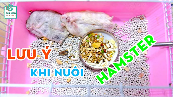 NHỮNG ĐIỀU CẦN TRÁNH KHI NUÔI CHUỘT HAMSTER | Thiên Đường Thú Cưng #10