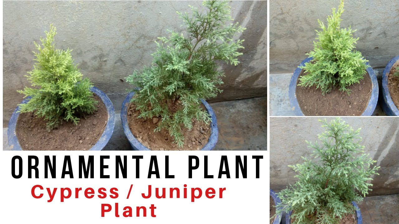 How to care Cypress plant / Juniper plant ( Ornamental plant ) YouTube