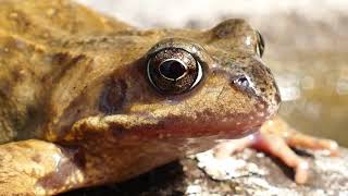 Thế giới động vật - Con ếch | frog