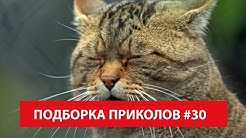 самые лучшие приколы. подборка лучших приколов. ржака. смех. лучшие приколы недели - greenli
