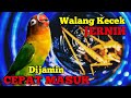 RAHASIA MASTERAN LOVEBIRD SEBENARNYA || WALANG KECEK SUPER JERNIH UNTUK LOVEBIRD