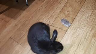 Hamster vs Rabbit