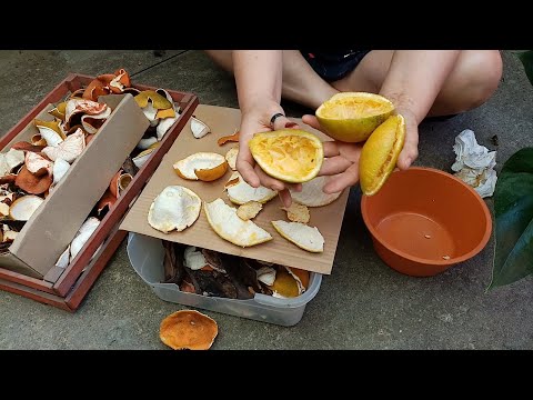 Video: Usos de la cáscara de frutas y verduras: qué hacer con las cáscaras