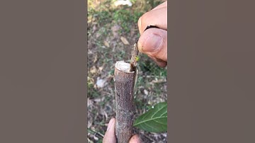 simple jackfruit grafting technique
