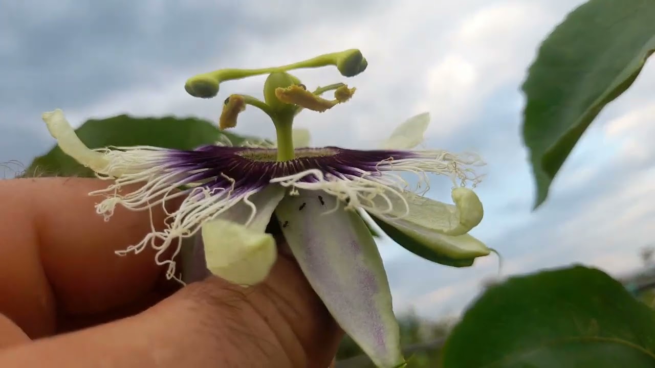 Como identificar el gusano de la mosca en las flores de maracuyá.