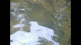 3 in Proline Dredge Pt 2