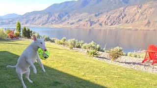 Best Bull Terrier in the World Enjoying Outdoors  AMAZING MOUNTAIN VIEWS