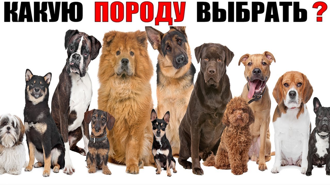 декоративная порода собак, выведенная в древнем Китае