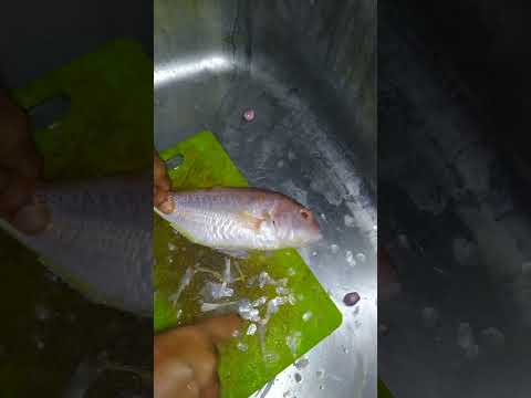 Red Snapper Fish