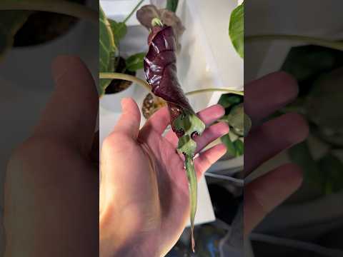 НОВЫЙ ЛИСТ #АЛОКАЗИИ ВЕНОМ И СЕРЕНДИПИТИ 🤤 #plants #растения #веном