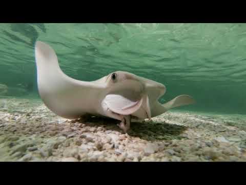 Caring for Cute Rays | Ocean Wise