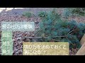 【剪定を法則にする】枝の出方の違いで剪定方法を決めておくと楽になる【種類別】
