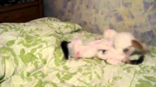 Turkish Van Kittens -- 6 Weeks Old by Carol Edquist 286 views 13 years ago 2 minutes
