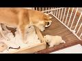 【柴犬 子犬】ついに目が開いて脱走まで披露してくれた生後15日目の子犬たち
