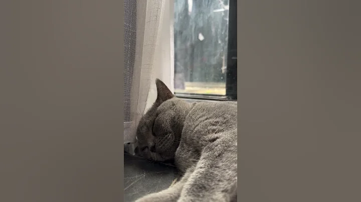 Video 6273761: britishshorthair catlife catlover kitten, cats britishshorthair catlife catlover, britishshorthair pets kitten cutecat