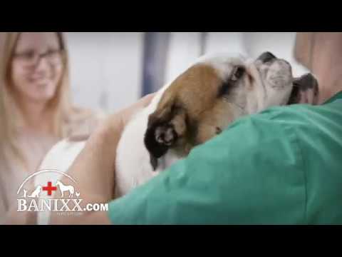 how-to-treat-mange-in-dogs-|-vet-approved-dog-mange-treatment-that-gets-rid-of-mange-in-dogs