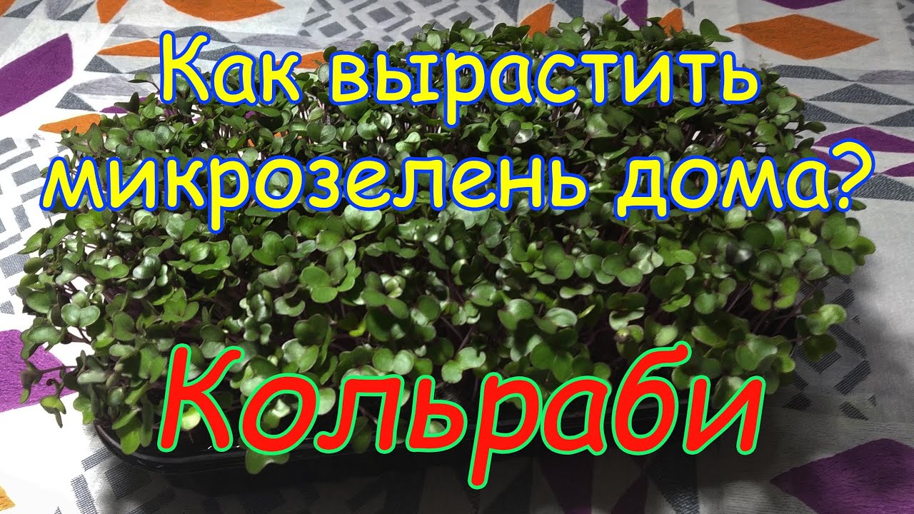 Как вырастить микрозелень в домашних условиях? Капуста кольраби - "северный лимон"