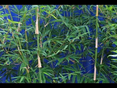 Clumping bamboo, its uses, growing tips, care & pruning.