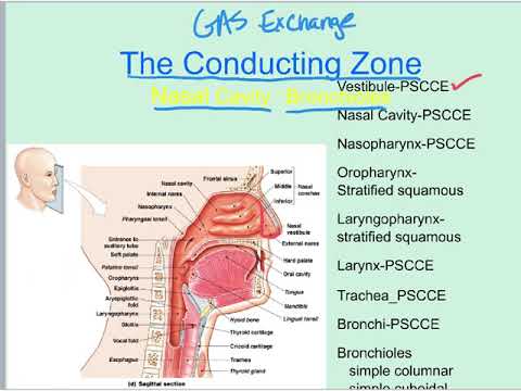 Respiratory System Part 1 corrected 1 - YouTube