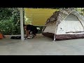 Time lapse Camel tent size M