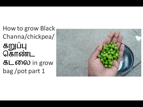 How to grow Black Channa/chickpea/கறுப்பு கொண்ட கடலை in growbag or pot .....part1