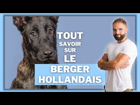 Berger Hollandais English