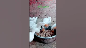 مكون رهيب على العلف لتسمين البط 
