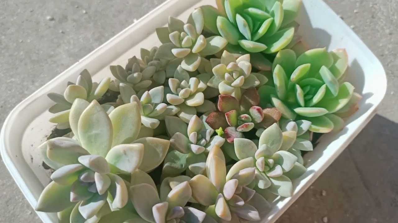 Bugün nasıl olmuş bir baktık. SATIŞTA OLANLAR VAR 🥰. Kendi üretimim yapraktan.