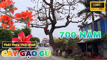 Cây Gạo Gù 700 Năm Tuổi Mùa Hoa Nở Rộ Tại Thái Thụy Thái Bình