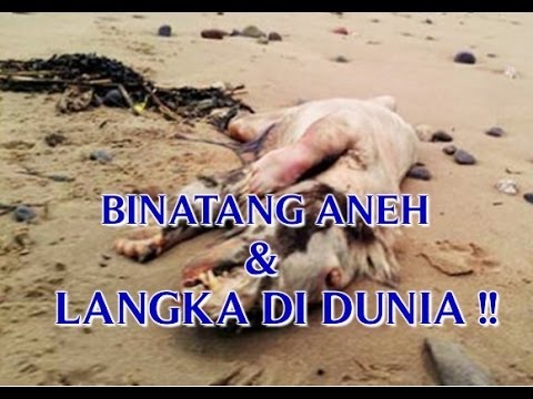 VIDEO PENEMUAN  BINATANG  ANEH DAN LANGKA DI  DUNIA  