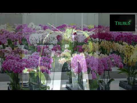Video: Orchid Keikis: Perbanyakan Anggrek Dari Keikis