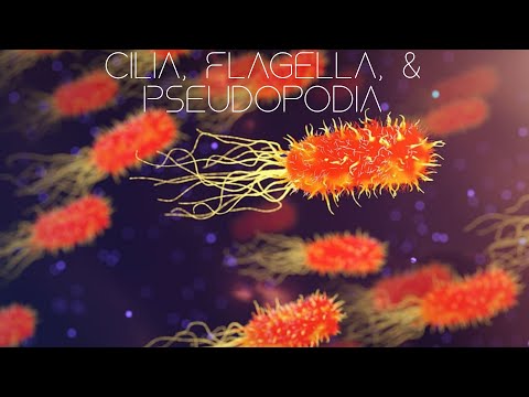 Video: Rozdíl Mezi Flagella A Cilia