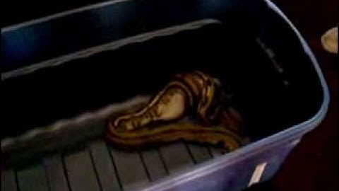 Super Tiger Reticulated Python Feeding Response