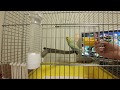 2-й день приручения волнистика Арчи || Приручение волнистого попугая в возрасте 6 месяцев