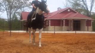 Mr Smokin Okey Riding 4215