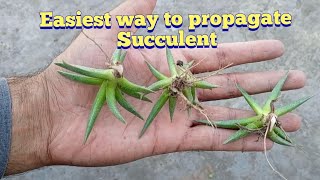 Easy way to Propagate Bergeranthus multiceps || how to Propagate succulent @Gardeningandmuchmore