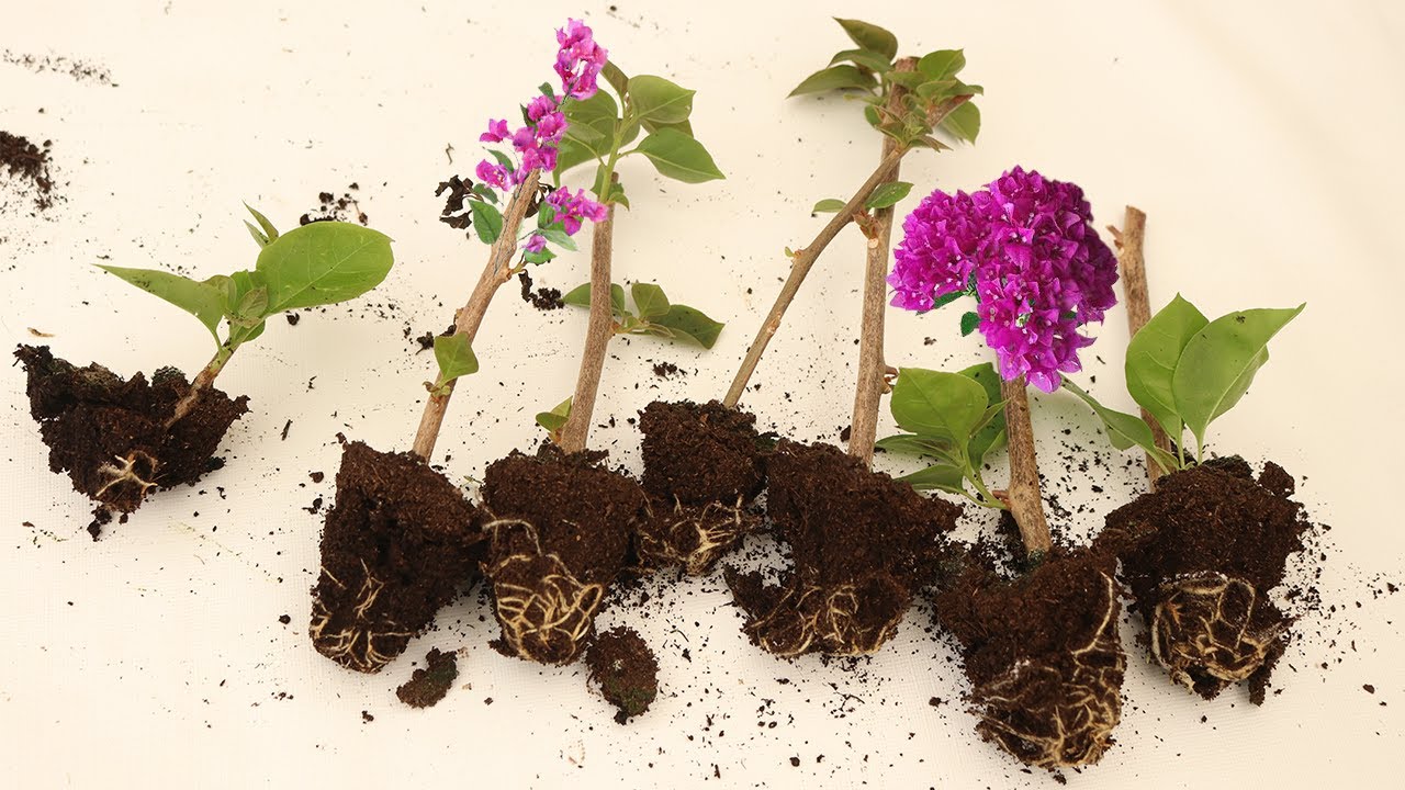 أسهل طريقة لزراعة مئات الاقلام من الجهنمية وتلوين الجهنمية بدون تطعيم بكل سهولة