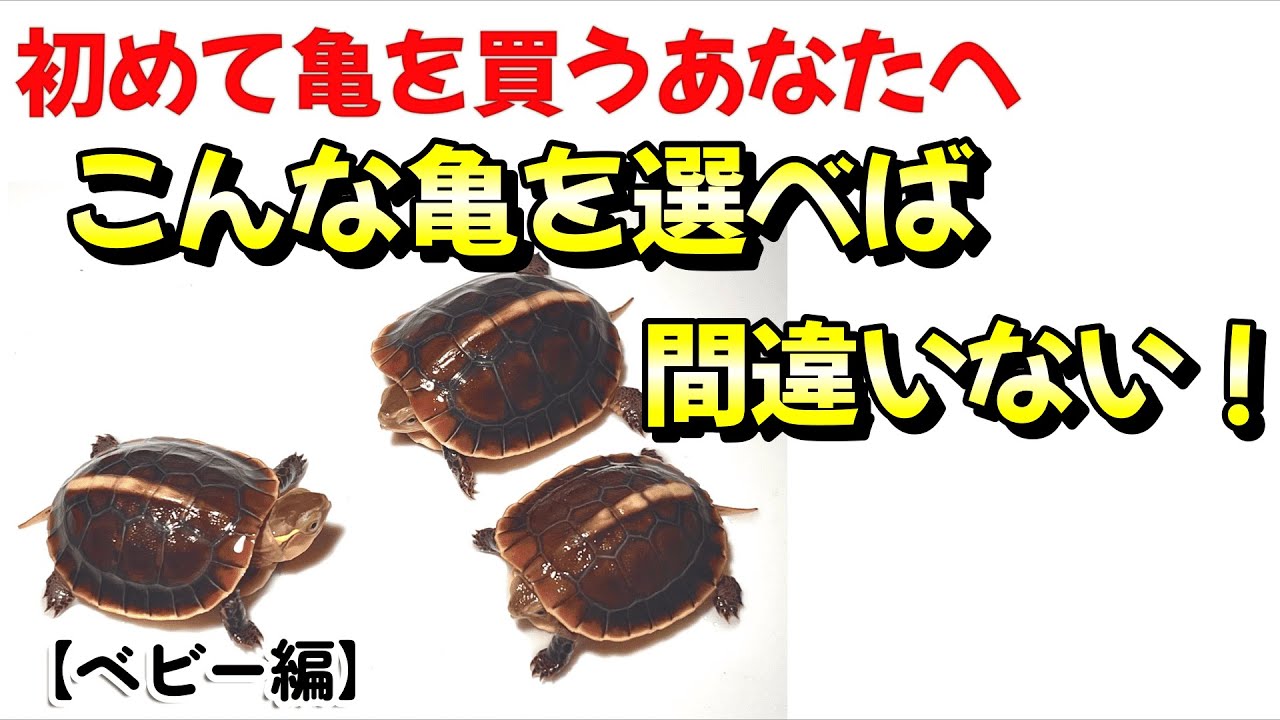 こんな亀を選べば間違いない！【ベビー編】