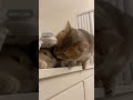 This is how they fall in love#catsoftiktok #cutecat #cat