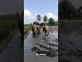 Agriculture 💞🥹❤️#skr #shorts #video #youtubeshorts
