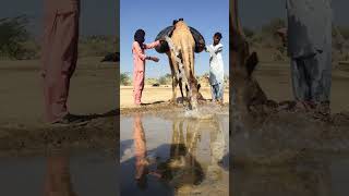 Rhythm of Marwar | Authentic Desert Folk Song|| #marwari #emotional #sindhisong #folksong