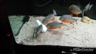 Piranhas feeding on pangasius