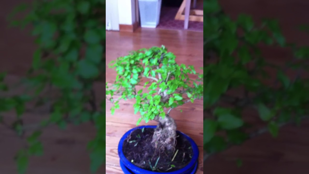 Bonzai Tree - YouTube