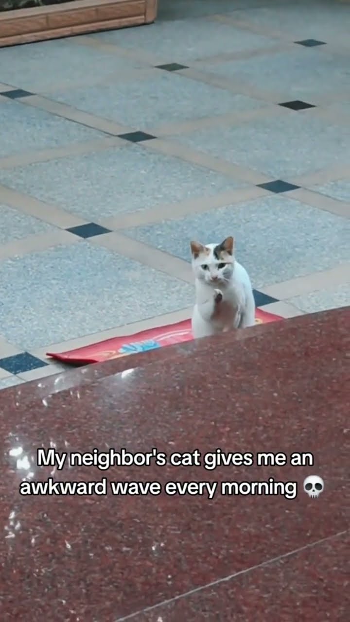 Kittyo just like crawlll to the top do u like the view