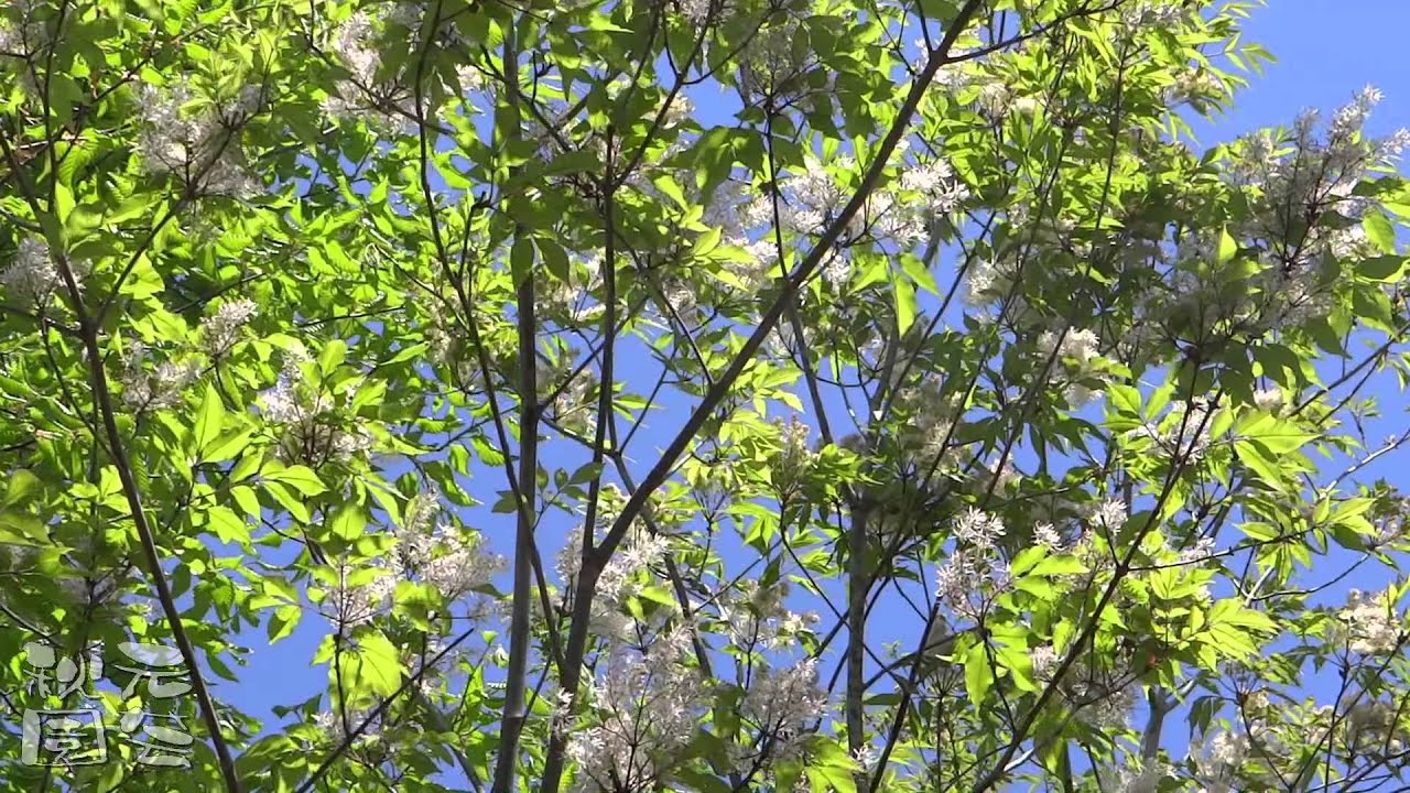 アオダモの花 雌 雄 花 落葉樹シンボルツリー Youtube アオダモの花 雌 雄 花 落葉樹シンボルツリー Youtube